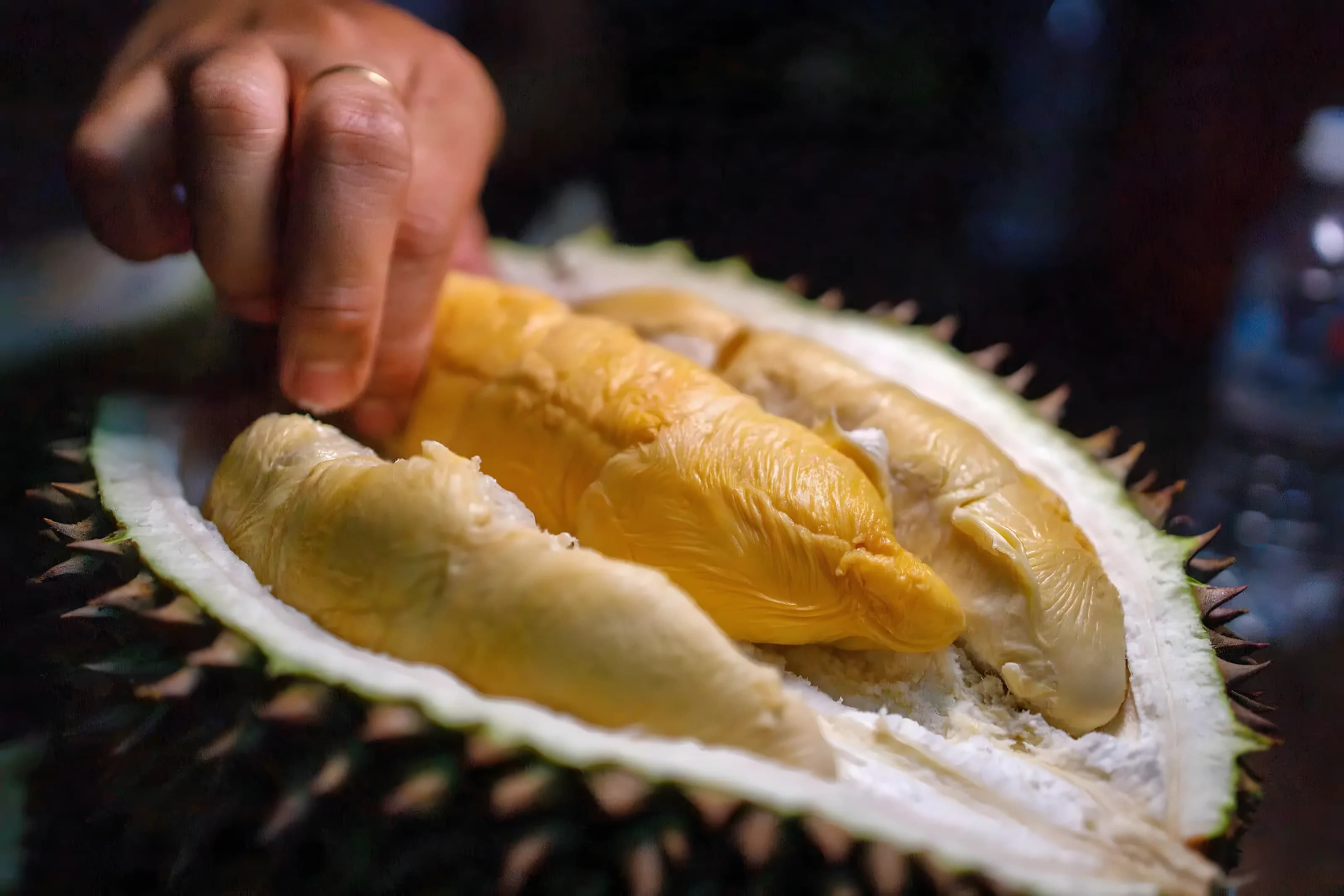 A hand selecting golden durian flesh from an opened fruit